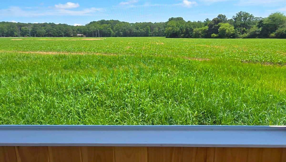 UltraVue screening provides the best view and keeps out the bugs. 