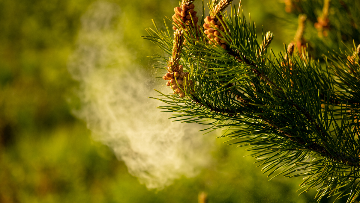pine tree releasing pollen into the air during spring season